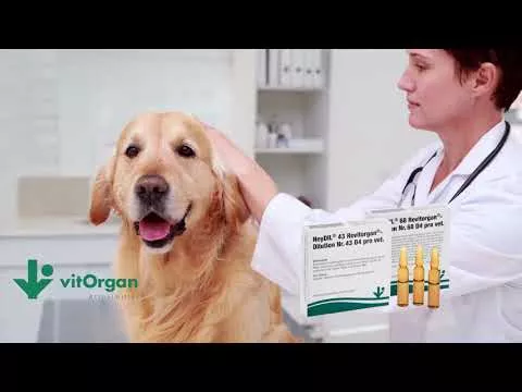 Vidéo sur NeyDIL® N°68 Revitorgan® D4 pro vétérinaire.Ampoules, 5X2 ml