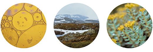 FJORDIL Gélules de Rhodiola Rosea, 90 gélules
