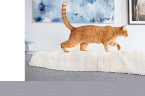 FRONTLINE Combo Spot on Lait pour application cutanée pour chats, 6pcs