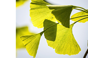GINKGO BILOBA-1A Pharma 120 mg comprimés pelliculés, 120 comprimés