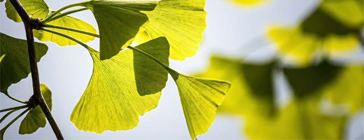 GINKGO BILOBA-1A Pharma 120 mg comprimés pelliculés, 120 comprimés