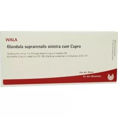 GLANDULA SUPRARENALIS ampoules sinistra cum Cupro, 10X1 ml GLANDULA SUPRARENALIS ampoules sinistra cum Cupro, 10X1 ml