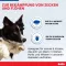 BOLFO Bande anti-puces brune pour petits chiens/chats, 1 pc