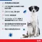 BOLFO Bande anti-puces brune pour petits chiens/chats, 1 pc