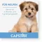 CAPSTAR Comprimés de 11,4 mg pour chats/petits chiens, 1 pc