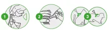 Instructions for use for FRONTLINE COMBO SPOT ON Chat, 6 pièces - 5