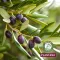 Crème corporelle Plantana Olive avec vitamine E, 500 ml